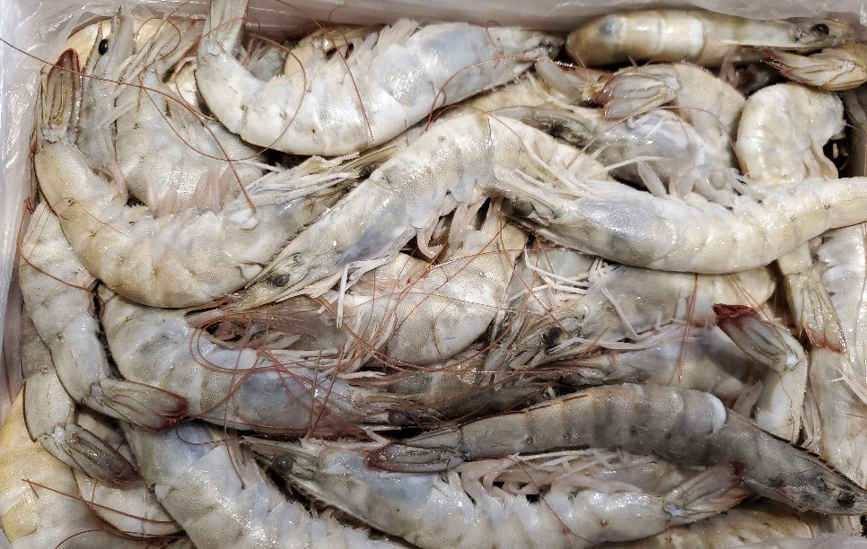 Mexican Extra Jumbo Shrimp, Block, Head-On, 20/30, 4 lb – Ocean Garden®  Products